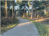 Gravel Trail Winding Through the Woods in Bend in the River Park