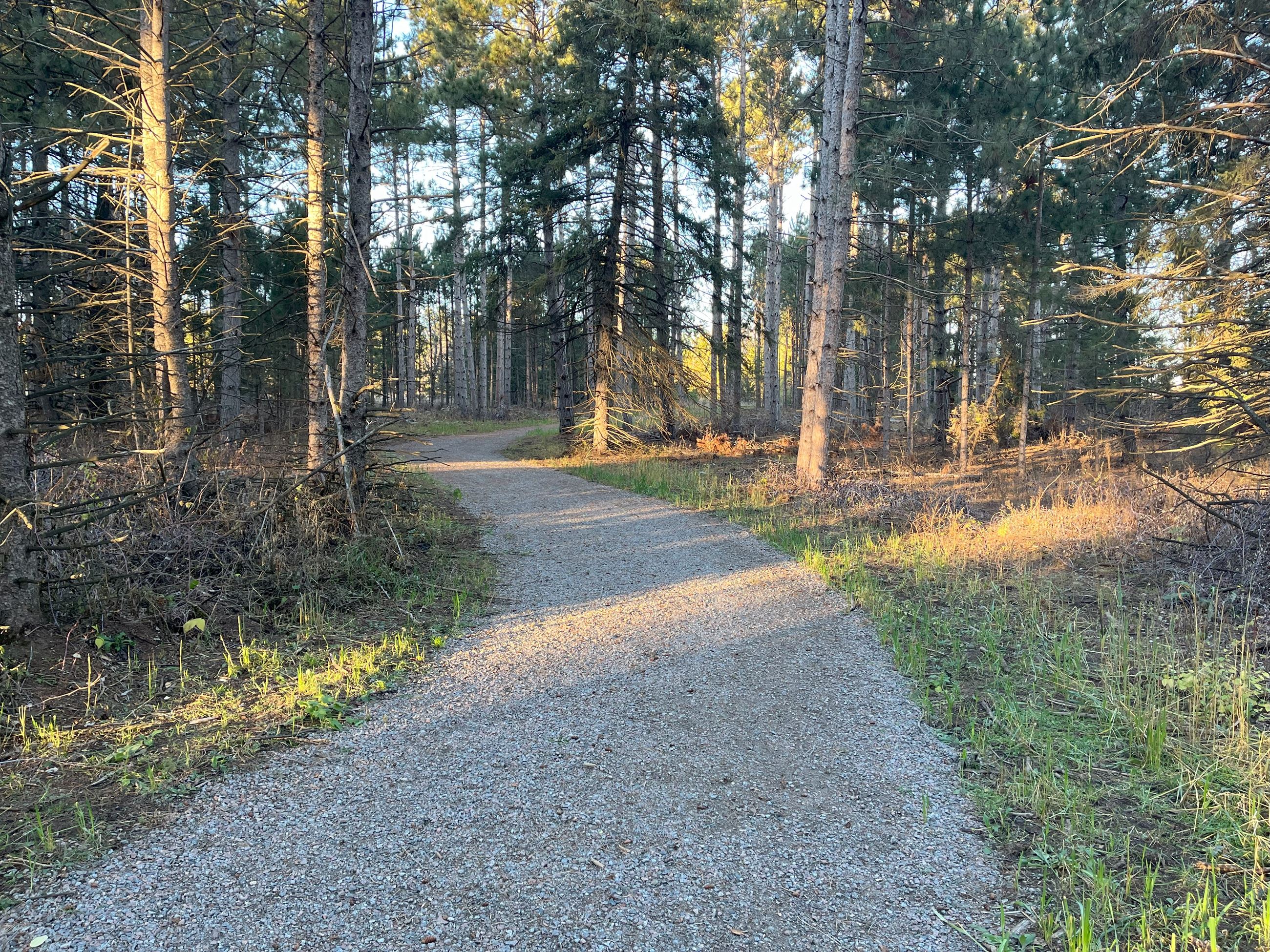 Gravel Trail Winding Through the Woods in Bend in the River Park (JPG)